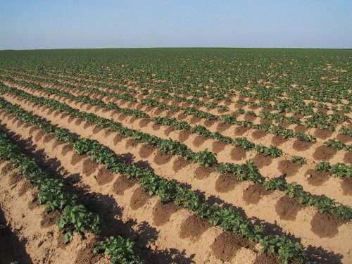 Photo Credit 2: Netafim / A potato field in France utilizing Netafim's drip irrigation technology.